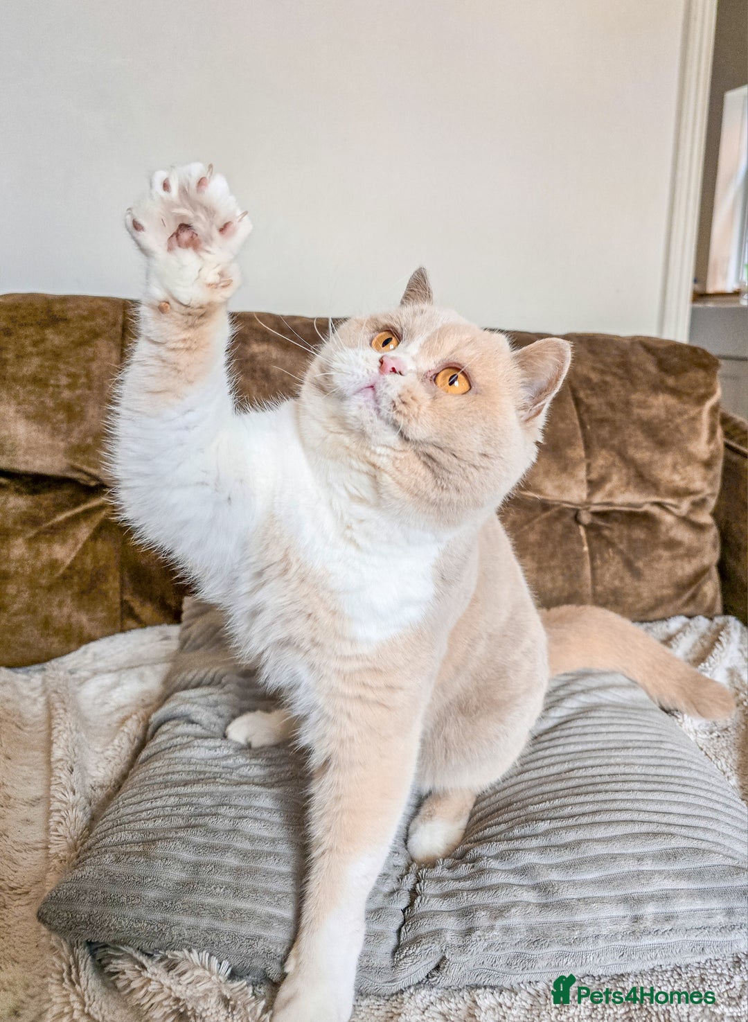 British Shorthair cats for sale: Retired fawn tortie + white British Shorthair  - Image 7