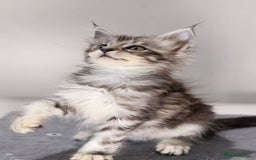 Maine Coon cats for sale: TICA registered Giant Maine coon   - Image 1