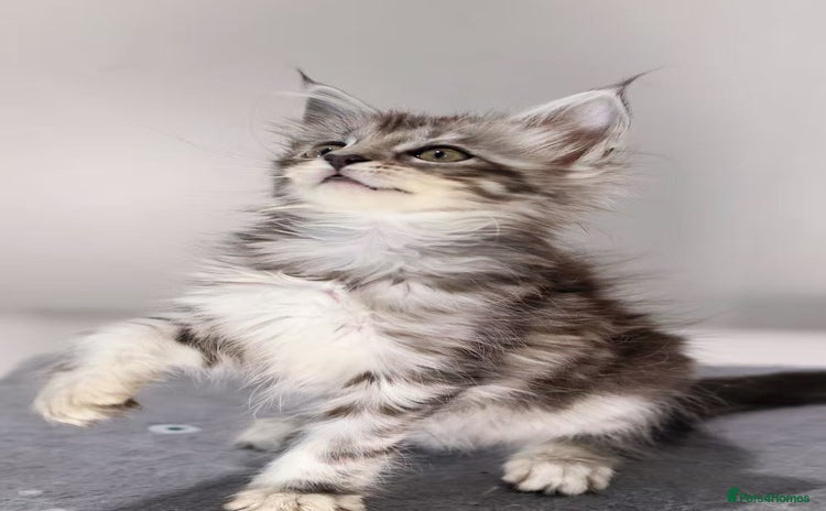 Maine Coon cats - Advert 3