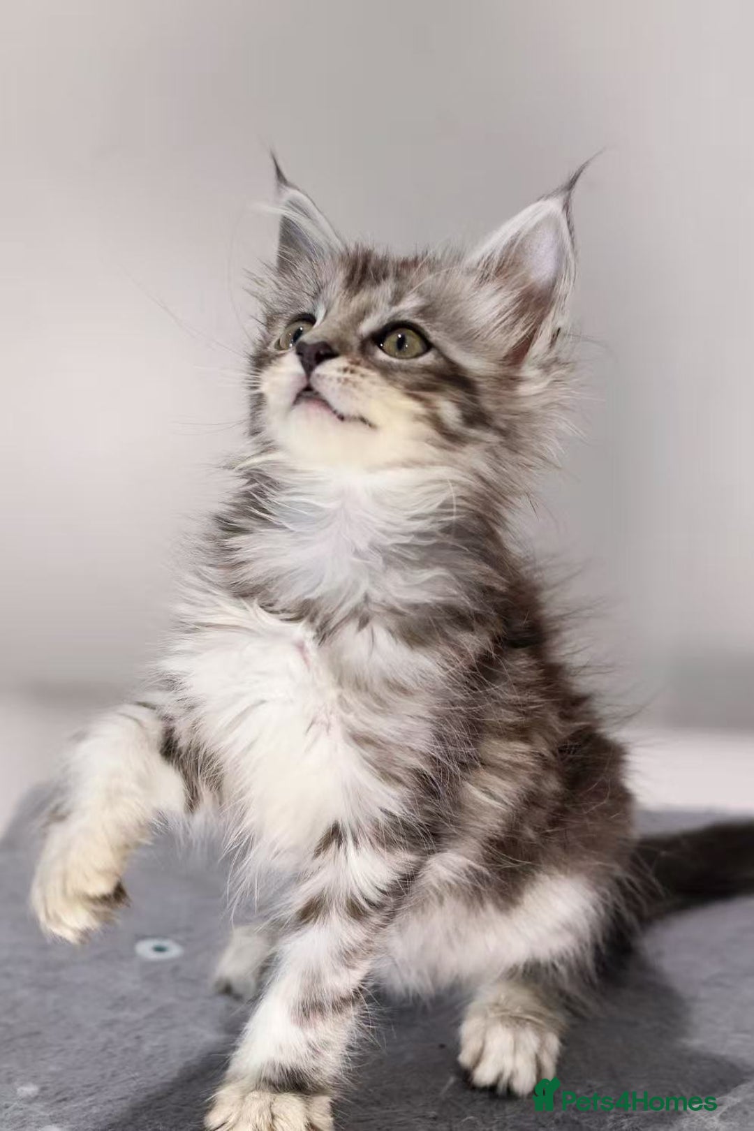 Maine Coon cats for sale: TICA registered Giant Maine coon   - Image 1