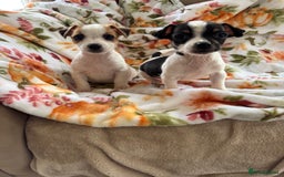 Jack Russell dogs for sale: Tea cup size Jack Russell puppies  - Image 1