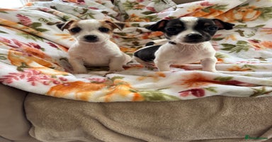 Jack Russell dogs - Advert 10