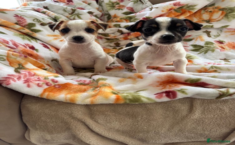 Jack Russell dogs - Advert 3