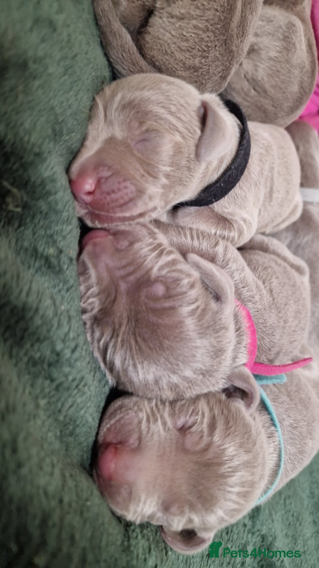 Weimaraner dogs for sale: Weimaraner Puppies Looking for Their Forver Home🐾 in Shrewsbury - Advert 13