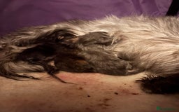 Maine Coon cats for sale: Beautiful Maincoon  - Image 11