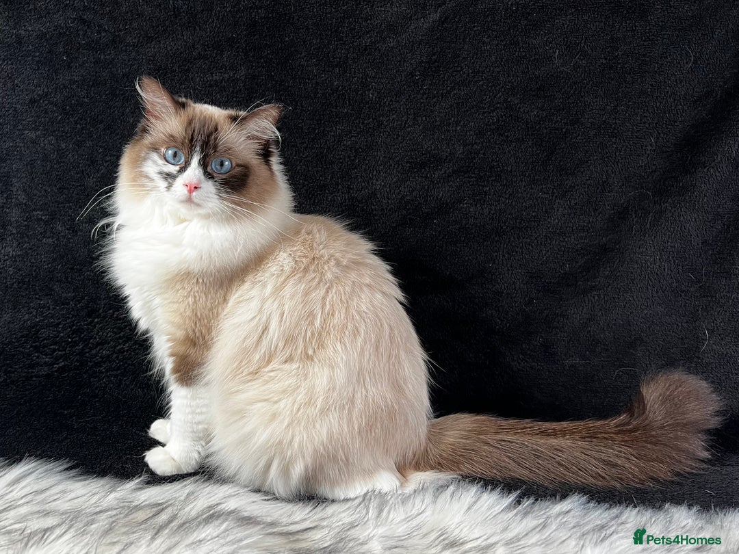 Ragdoll cats for sale: Ragdoll female ACTIVE GCCF registered  - Advert 16