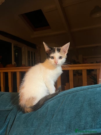 Mixed Breed cats - Advert 15