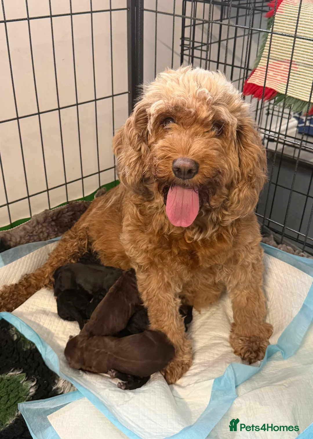 Cockapoo dogs for sale: F2 Miniature Cockapoos - Advert 1