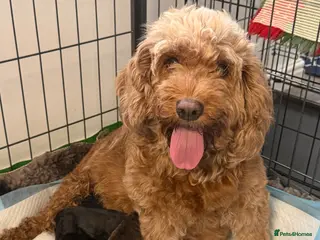 Cockapoo dogs F2 Miniature Cockapoos - Advert 2