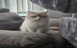 Ragdoll cats for sale: Handsome ragdoll - Image 1