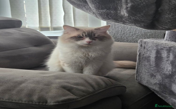 Ragdoll cats - Advert 2