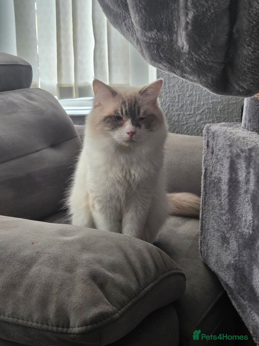 Ragdoll cats for sale: Handsome ragdoll - Image 1