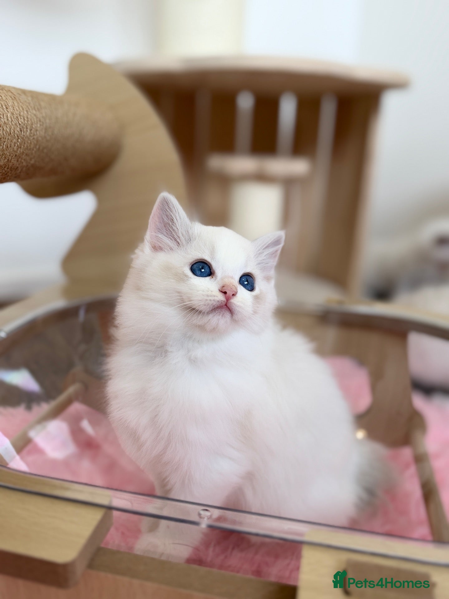Ragdoll cats Outstanding Ragdoll Kittens✨Exceptional Quality - Advert 1