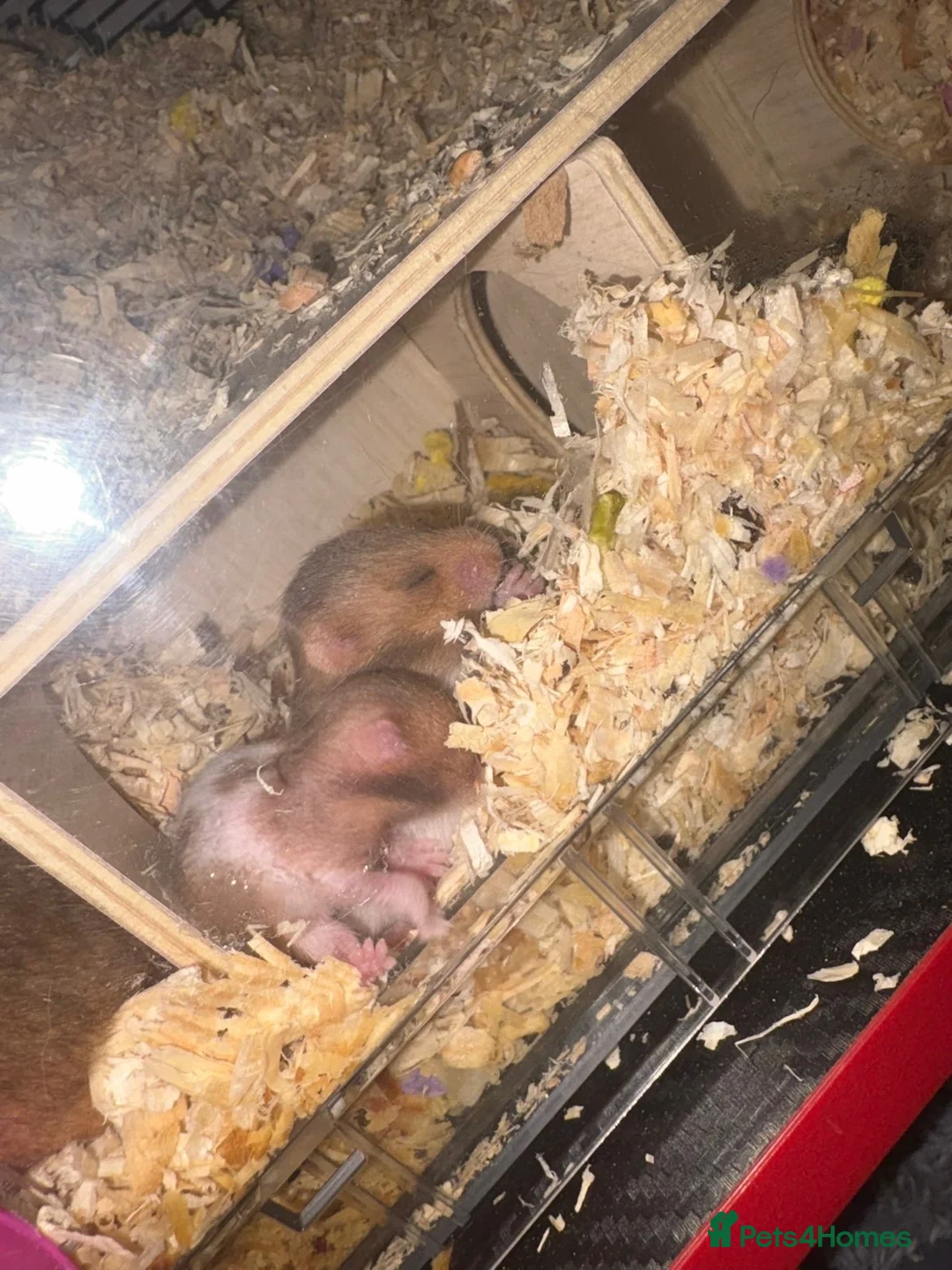 Hamster rodents for sale: Syrian hamster  in Telford - Advert 1