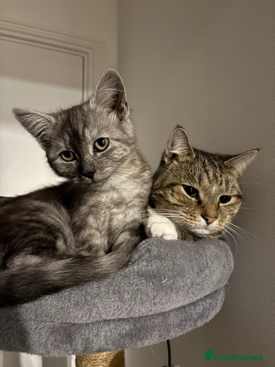 Mixed Breed cats for sale: Grey female kitten  - Advert 2