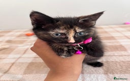 Mixed Breed cats for sale: Free trained kittens - Image 4