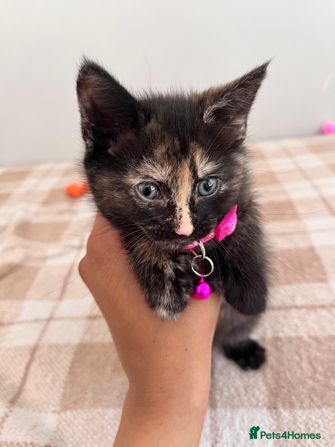 Mixed Breed cats for sale: Free trained kittens - Image 4