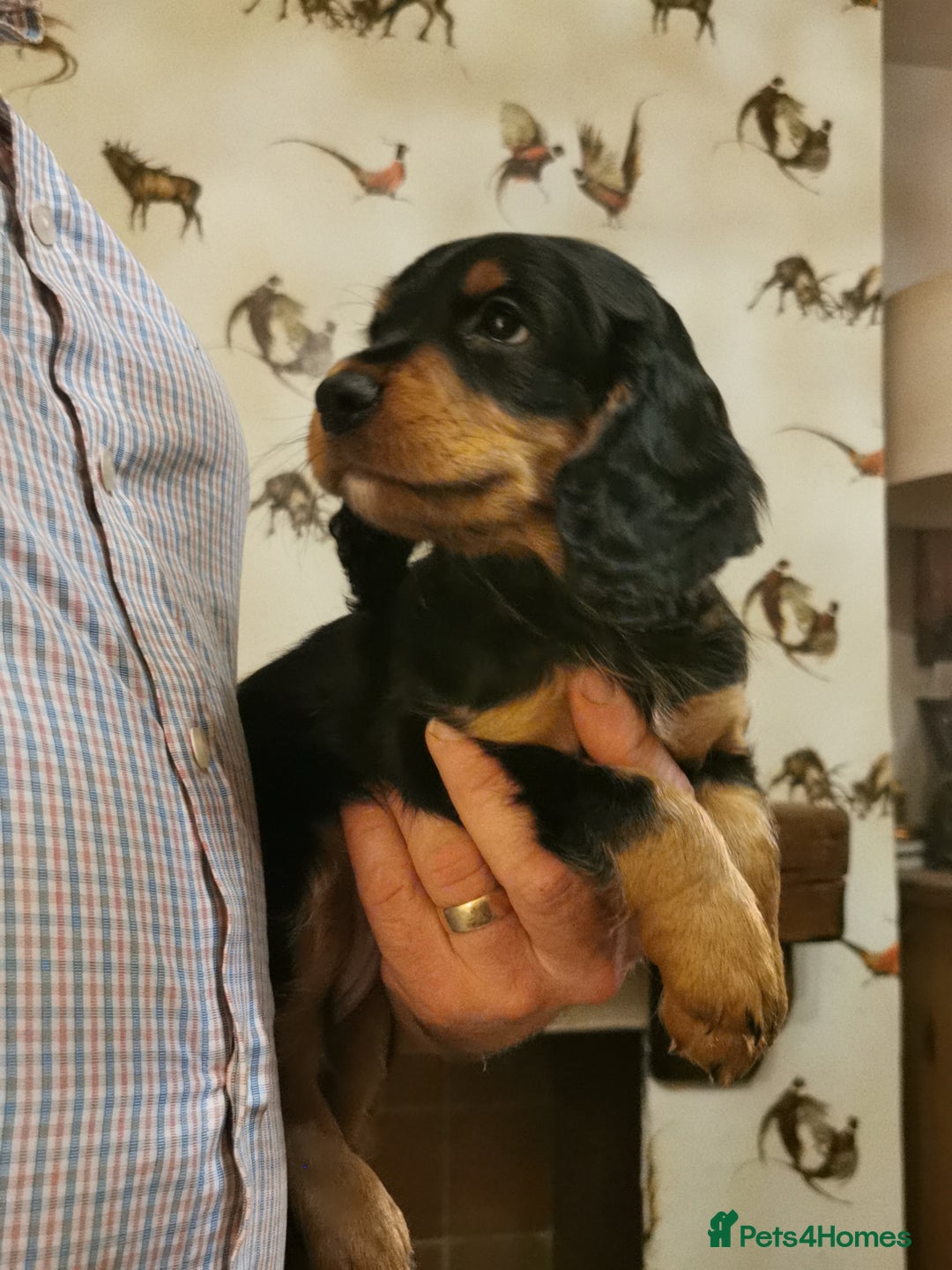 Cocker Spaniel dogs for sale: Gamekeeper bred kc reg working cocker puppys - Advert 3