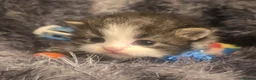 Persian cats for sale: Stunning pure Persian babies - Advert 8