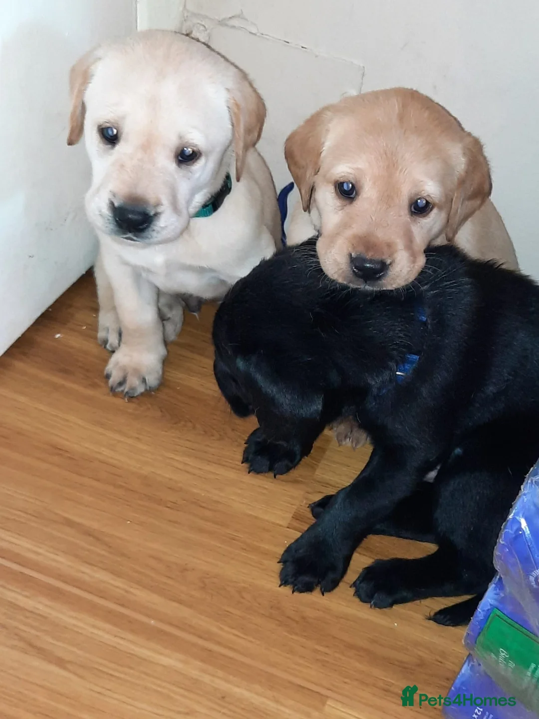 Labrador Retriever dogs for stud: Proven KC Labrador Stud in Stoke-on-Trent - Advert 13