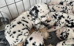 Dalmatian dogs for sale:  Just 2 full hearing puppies by champion parents  - Image 25