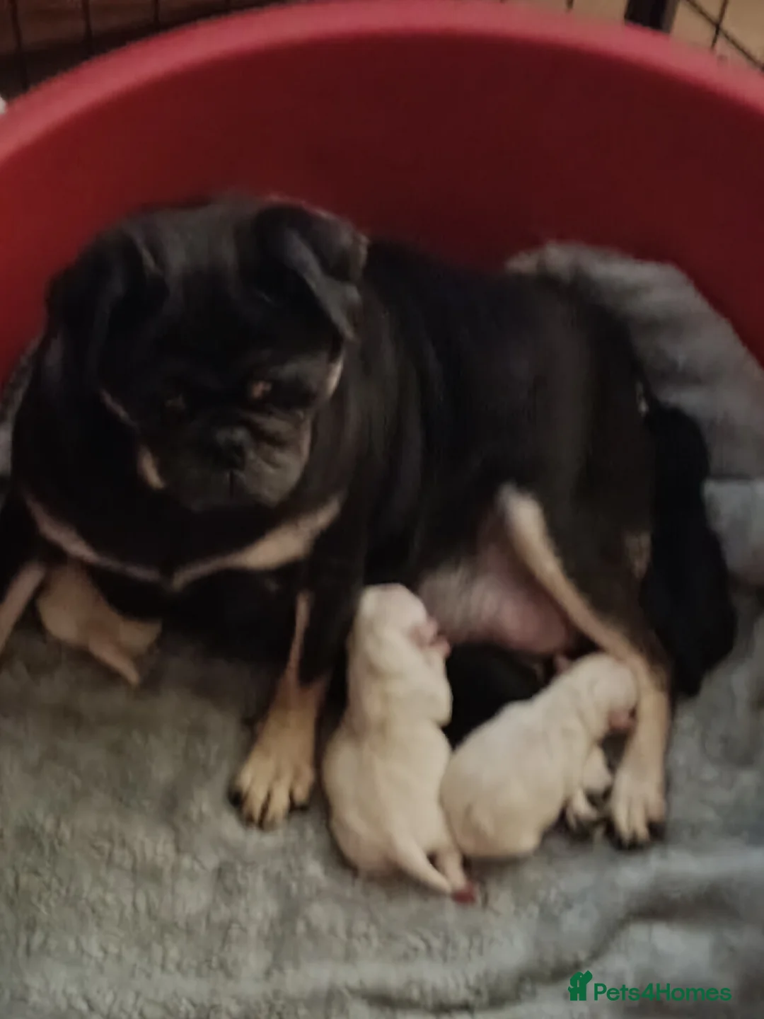 Pug dogs for sale: Stunning pugs pups  - Advert 1