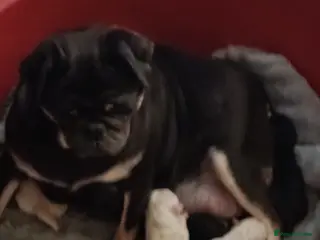 Pug dogs Stunning pugs pups - Advert 2