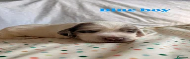Blue boy 2 