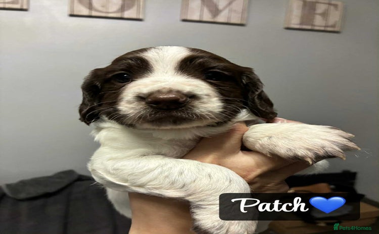 Sprocker dogs - Advert 2
