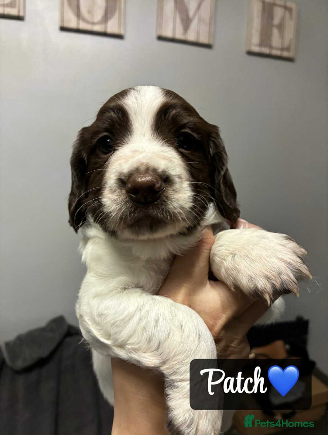 Sprocker dogs for sale: Stunning Sprocker puppies available  - Image 1