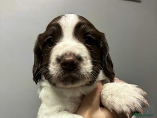 Sprocker dogs - Advert 5