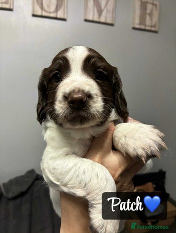 Sprocker dogs - Advert 5