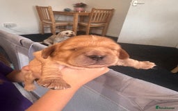 Cavachon dogs for sale: 1 lovely boy left - Advert 1