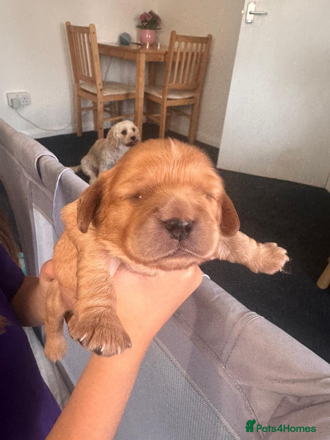 Cavachon dogs for sale: 1 lovely boy left - Advert 1