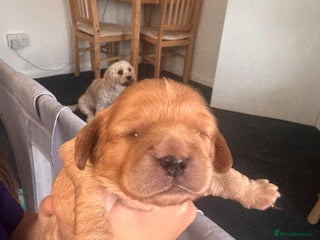Cavachon dogs for sale: 1 lovely boy left - Advert 1