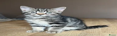 Maine Coon 7