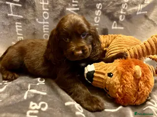 Cocker Spaniel dogs Cocker spaniels - Advert 1