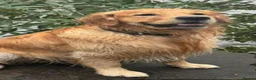 Golden Retriever dogs for sale: Stunning Golden Retrievers - Advert 10