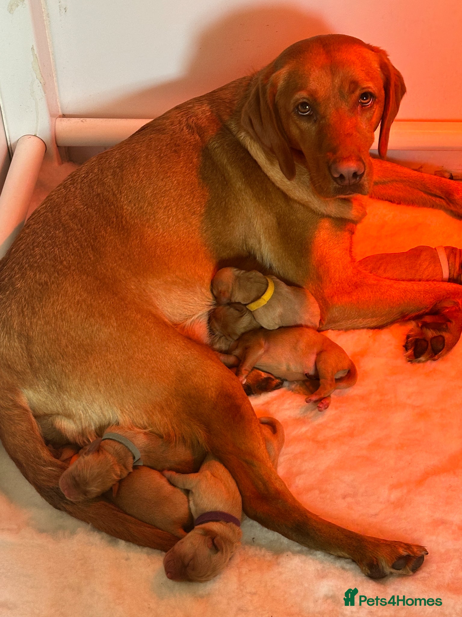 Labrador Retriever dogs KC FOX RED LABRADOR HEALTH TESTED HOMEBRED PUPS - Advert 1