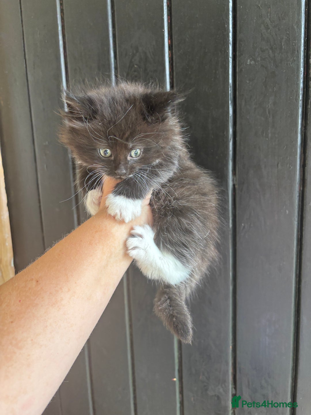 Maine Coon cats for sale: 2 female, 1 male ready for their forever home - Image 10