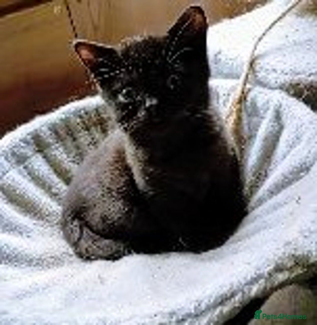 British Shorthair cats for sale: Full British Shorthair kitten  - Advert 3