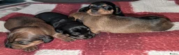 Mixed Breed dogs for sale: Adorable 3/4 Dachshund and 1/4 Chihuahua Chiweenie in Portsmouth - Advert 11
