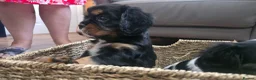Cavalier King Charles Spaniel dogs for sale: 2 Beautiful health tested CKC Spaniels available - Advert 1