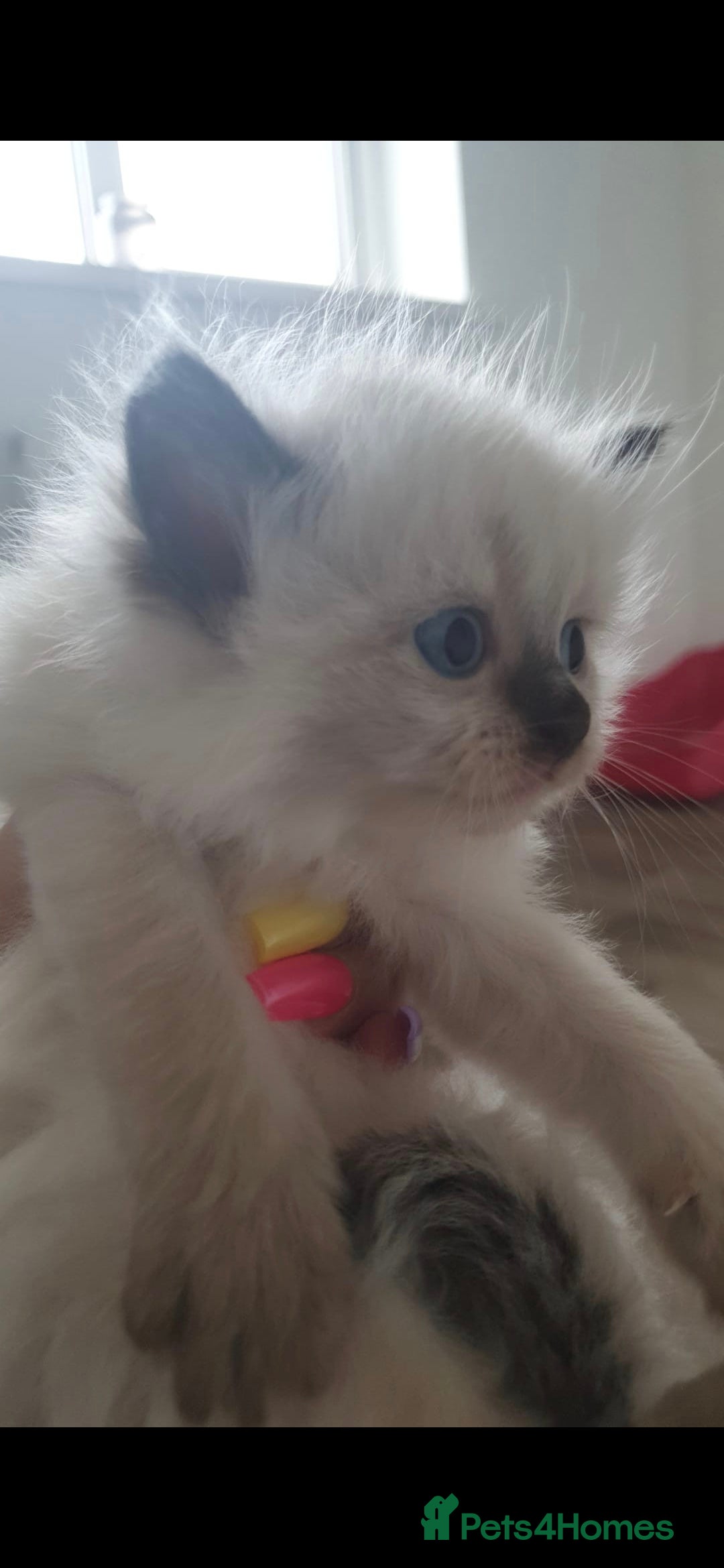 Ragdoll cats for sale: Seal point ragdoll kittens - Image 7