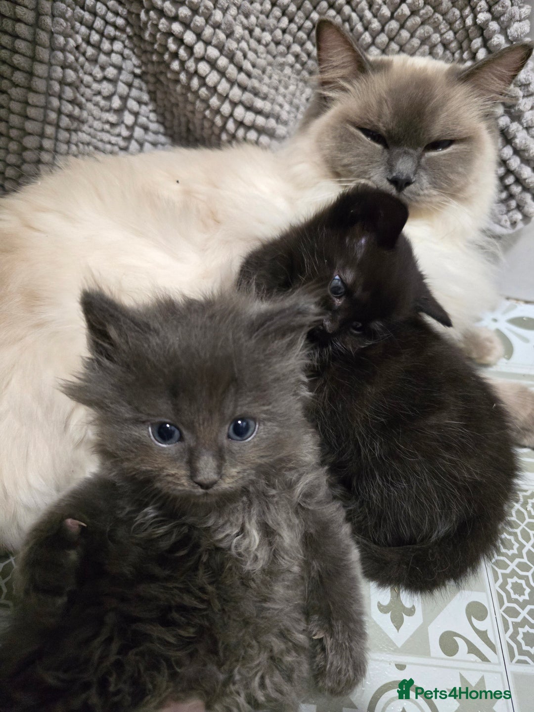 Ragdoll cats for sale: Gorgeous half ragdolls - Advert 5