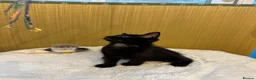 British Shorthair cats for sale: Beautiful Rusty Tabby kittens - Advert 5