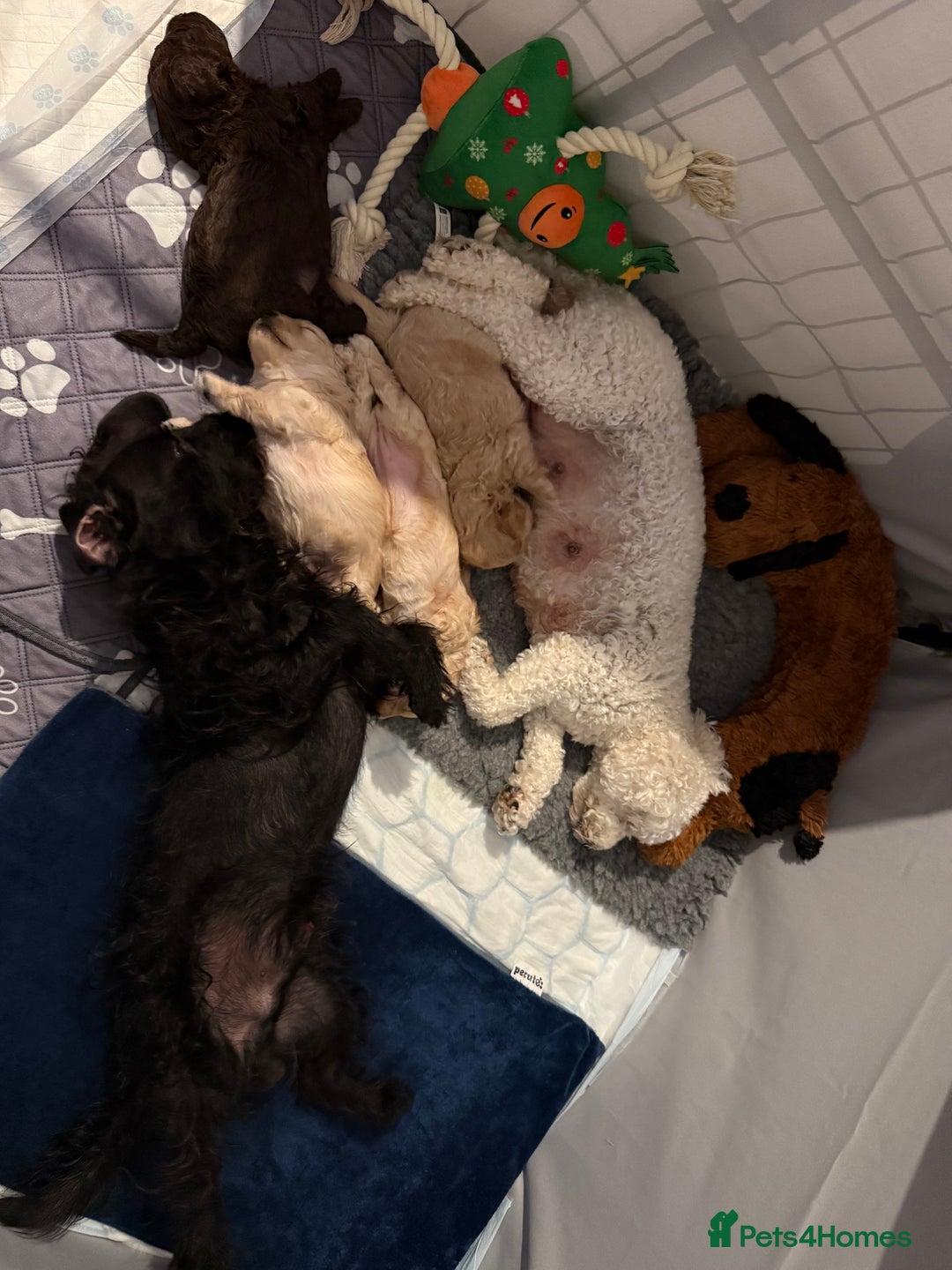 Mixed Breed dogs for sale: Poochon x Doxiepoo - Advert 10