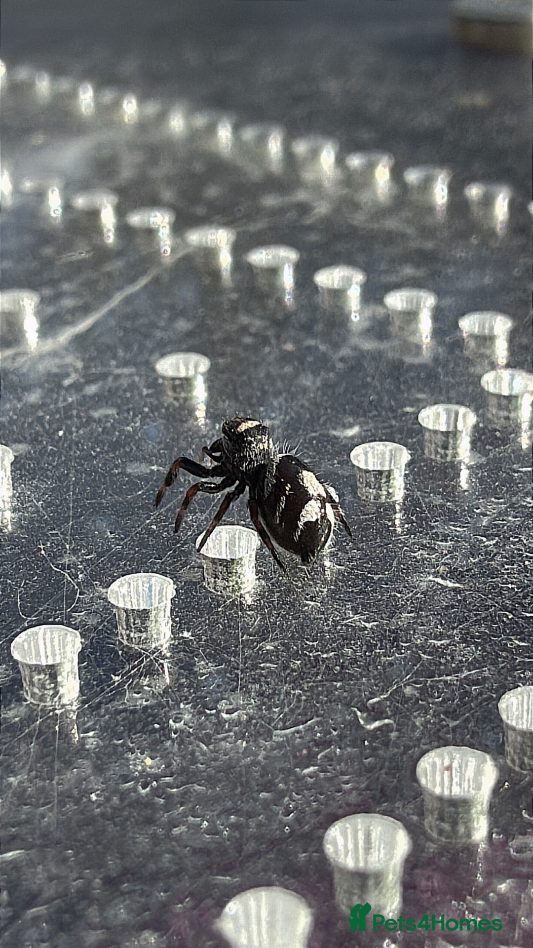 Spiders invertebrates Baby jumping spiders! - Advert 2