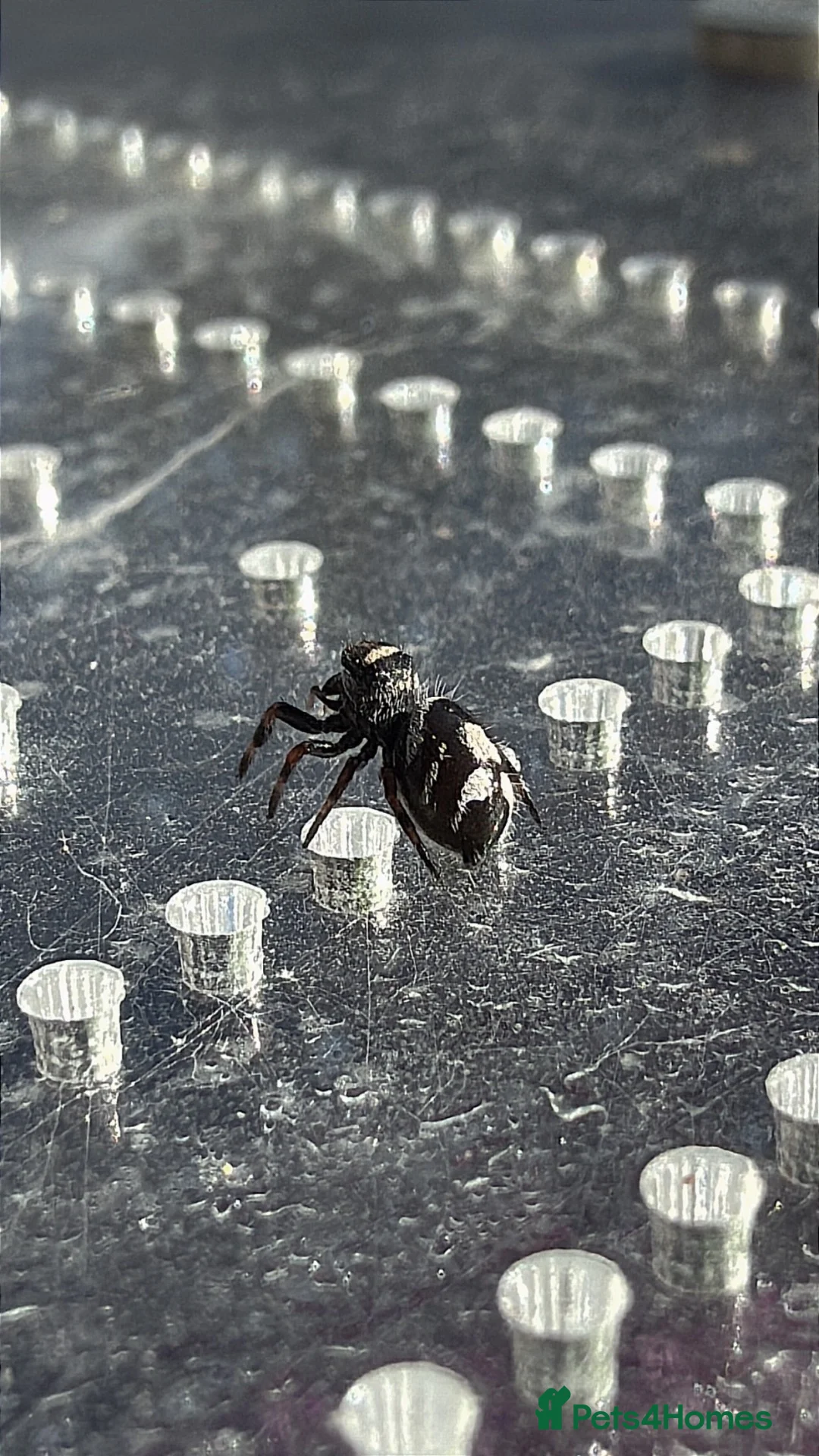 Spiders invertebrates for sale: Baby jumping spiders! in Rochdale - Advert 2