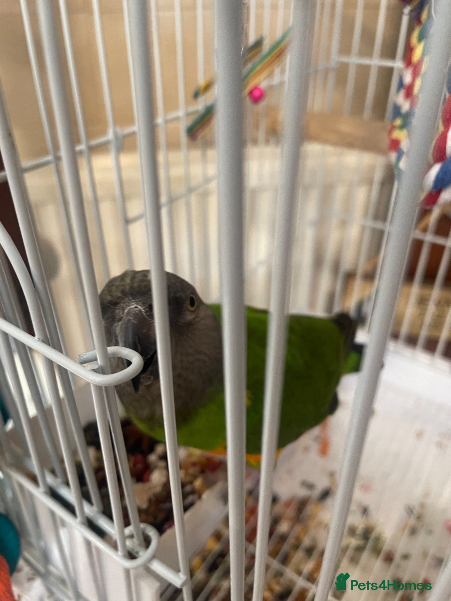 Parrots birds Male senagal parrot semi tame  - Advert 2